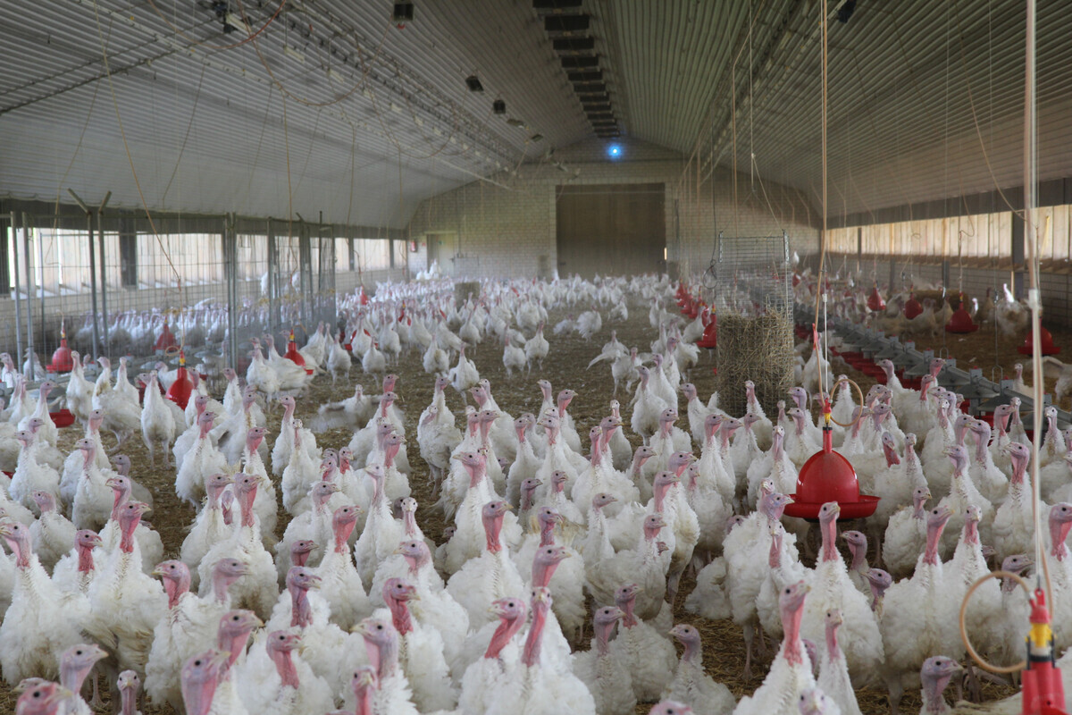 Vogelgrippe-zwei-Ausbrueche-ueber-Weihnachten-in-Bayern