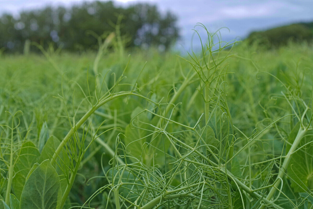 WING-Gefluegel-klimafreundlich-fuettern